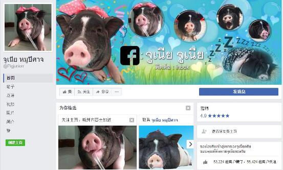 男子在Facebook上注册了一个帐号，每天都在上面记录他和母猪的恩爱日常。现在这头猪有了5万多粉丝，还上了泰国的电视台。