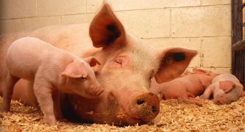  规模化猪场如何建立健康高产母猪群，提高猪场效益？这些前期工作必不可少！