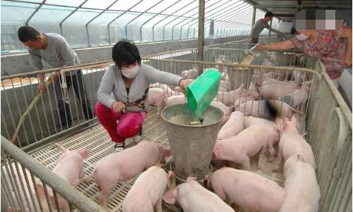 环保政策席卷养猪业,散养户们的路到底在何方