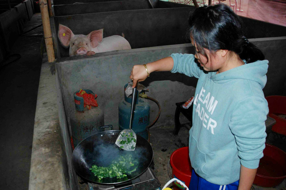 图中，小梅正在“厨房”准备晚饭，一头猪正在旁边看着。因为没有场地，她只能将“厨房”设在一间没有关猪的猪圈里，这里气味难闻，还有许多苍蝇。