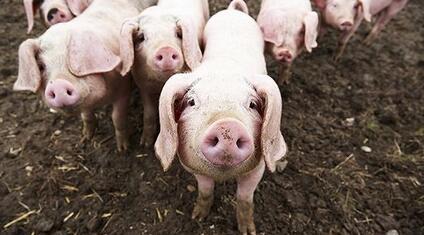 生猪养殖的这四个关键“星期”，让你受益匪浅！