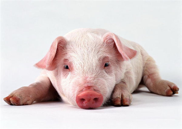 即使再萌，也有长大的一天，养肥了宰杀掉是猪猪们的宿命。