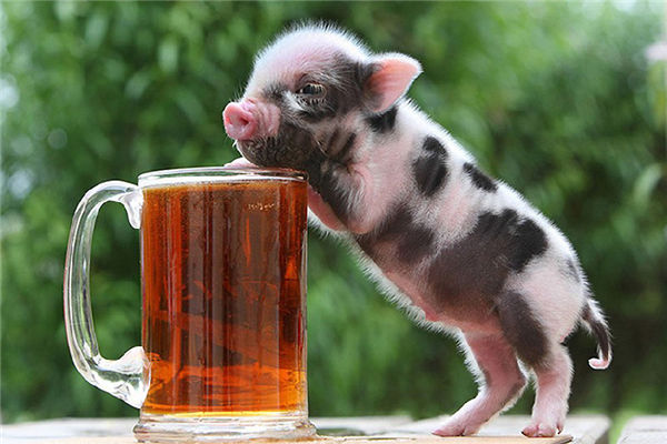 小猪也能当萌宠，当今宠物市场小猪作为宠物也是屡见不鲜。