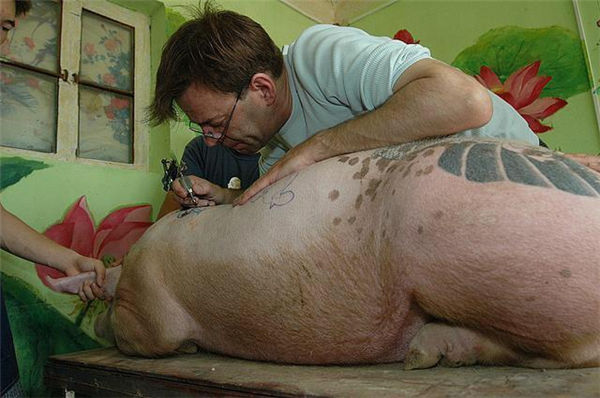 最近国外报道了一个农场主的另类养猪法。这名有创意的农场主是比利时人，名叫威姆。
