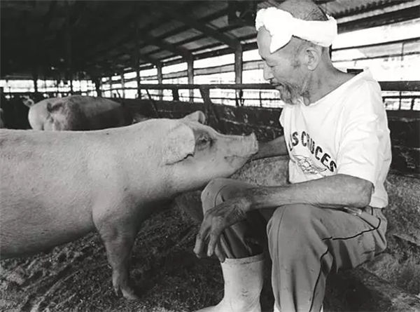 他对每一只猪都悉心爱护、照顾有加