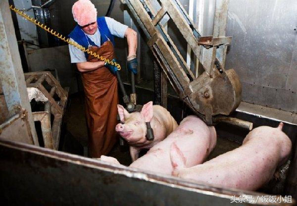 养殖人员会把它们赶到一个围栏里面，工作人员用拿着高压电的钳子，对准猪的脖子以上位置直接将猪电死，它们甚至都没有反应过来就已经死亡。