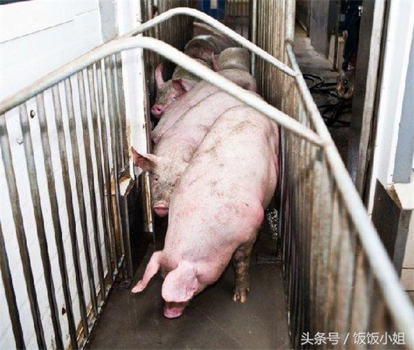 当猪长大以后，就会从养殖场出来，这有可能是它们第一次见到外面的世界。
