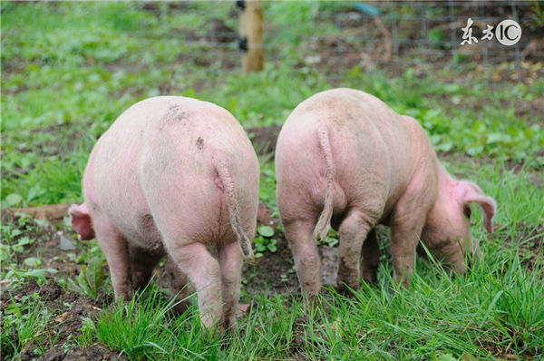 每天清扫猪舍三次，这样会使猪睡的更舒服，定期清理猪舍会减少猪各种疾病的发生