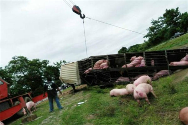 经过一个多小时的忙碌，货车被吊了上来。但是已经有六十多头猪一命呜呼。
