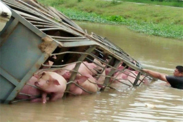 一辆货车运送100头肥猪经过一条河时，意外翻入河中。