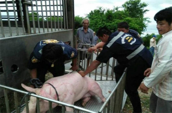 剩下的活猪被转移到另一辆车上运走，车主损失惨重。