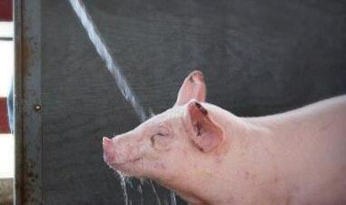 夏季高温天气母猪饲喂的十点建议！