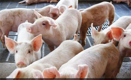 不可小觑!猪病毒性腹泻的防控 - 猪病预防及治