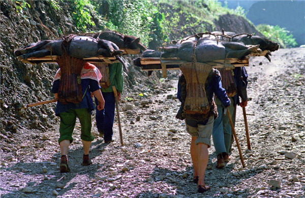 湖北神农架新华乡，山民将生猪放在一块长方形木板上用绳子捆绑，用背篓背出山外交易。许铁铮