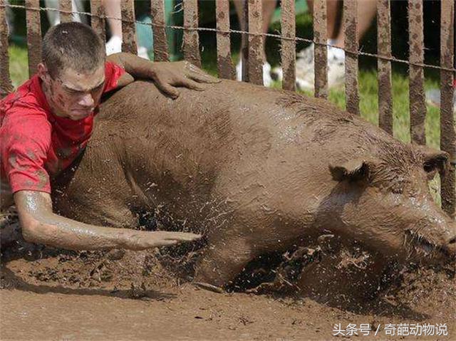 美国举办了一场“人猪摔跤”大赛，冠军可获得一笔不菲的奖金。比赛当天，有十几支队伍前来参加，每一名参赛人员都使出浑身解数，想把猪按倒在地。图为一名小伙在泥潭里抱住猪的画面。