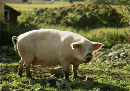 疫情频繁发生，养猪人深度思考未来如何改变？