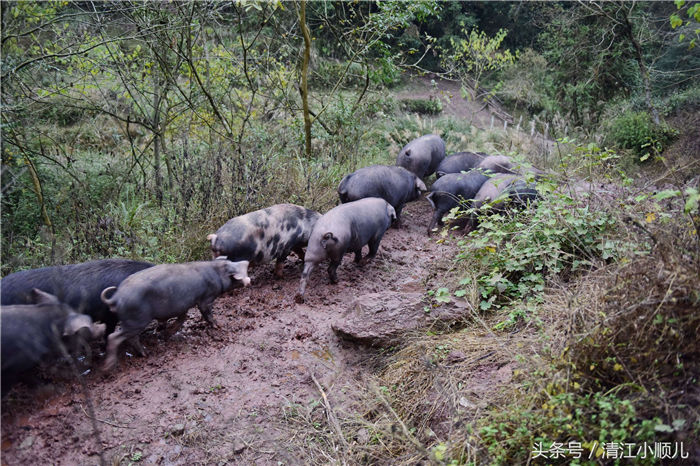 在湖北省恩施市白杨坡镇朝阳坡，这里山大人稀，森林资源十分好，肖成林，看到这里资源优势，决定在这里大山深处放养黑猪。