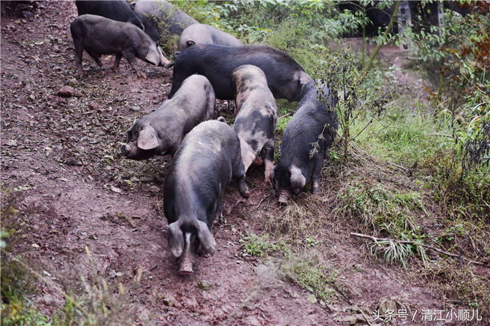 黑猪是当地很好的一个养殖资源，肖成林，在城区开有山庄，经营餐饮业，他在农村这里租了上百亩的山林，在农村山林里装上栅栏、栏杆，上百亩的山林，成为了黑猪们的乐园！