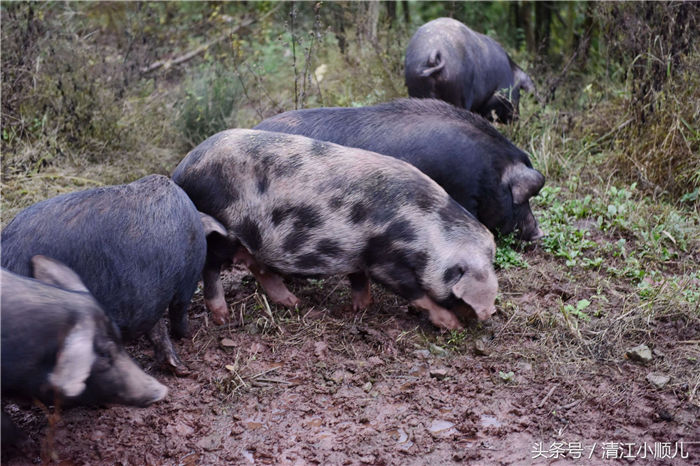 肖成林2014年成立湖北省恩施市百草池生态养殖专业合作社，采用原生态放养和科学管理相结合的方式，打造安全无污染的恩施黑猪。