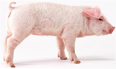 猪舍清粪工艺种类以及优缺点，猪友需合理选择！