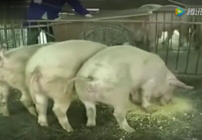 科学养猪技术视频——猪的营养需求和饲料配制