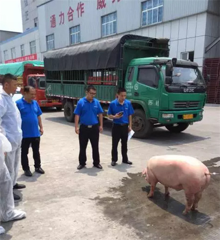 重庆通威组织“杀猪会”，验证猪场专用料使用效果