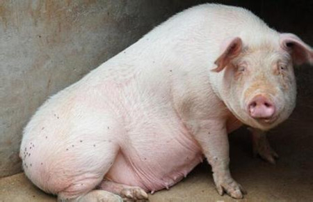 养猪场应学会用断奶力来评价母猪生产性能