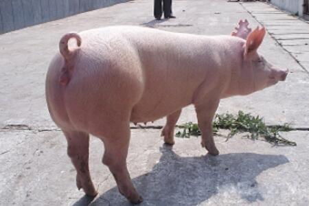 如何制定合理的后备母猪培育管理计划？