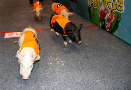 世界猪业博览会史上最震撼的一次盛宴，共享满满的干货与欢乐
