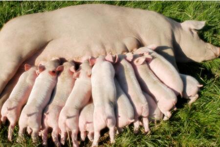 断奶至配种间隔时间对法系皮特兰母猪繁殖性能影响