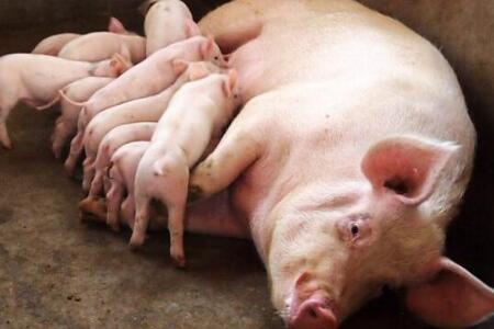 干货分享|母猪拒绝哺乳的解决办法
