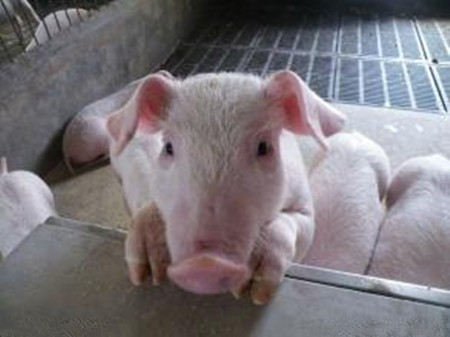 如何做好养猪场仔猪护理，提高出栏率？