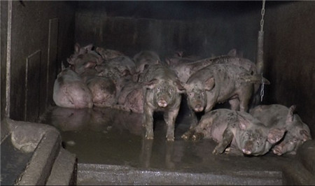 爱尔兰养猪场 8000只猪被养的跟“鬼“一样