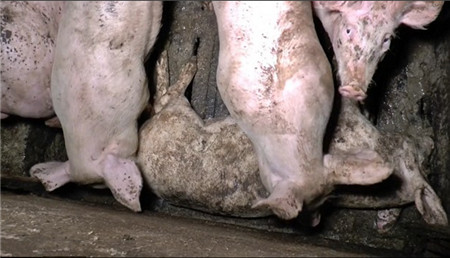 爱尔兰的赛默萨特农场内饲养了8000头猪，内部恶劣的饲养环境让人触目惊心。