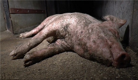 爱尔兰的赛默萨特农场内饲养了8000头猪，内部恶劣的饲养环境让人触目惊心。