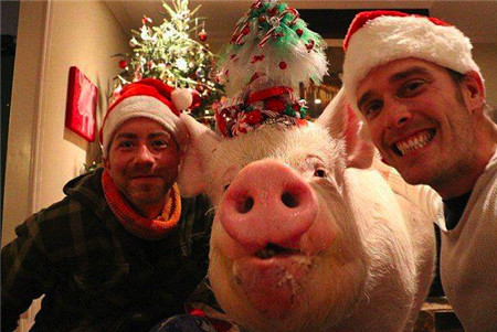 圣诞节，小伙约了朋友来，和宠物猪共度愉快的节日。可见这头猪的体积有多么大，这一个头就顶他们两个人的头还多