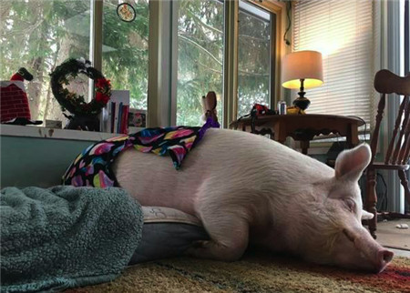 可想而知，宠物大胖猪自从胖了起来，就变的很嗜睡，小伙怕它受凉，还在家中垫了垫子，给它做了衣裳