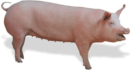 20年养猪总结—— 治疗猪气喘最有效方案!