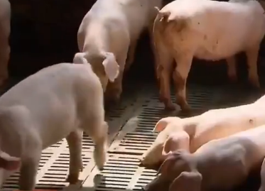 农民发明养猪新方法！不用清猪粪,一个人可以养2000头猪【NB】