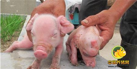 畸形猪和正常猪的对比图。