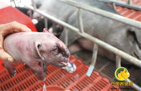 畸形的小猪受身体条件制约，有的可以采食，有的不能，寿命一般不会超过7天。特别强调的是锁肛的猪可以通过手术治愈。