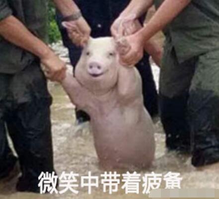 那只从台风中救出来的猪，被恶搞成表情包了