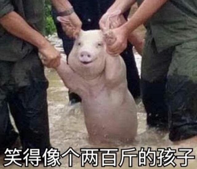 那只从台风中救出来的猪，被恶搞成表情包了