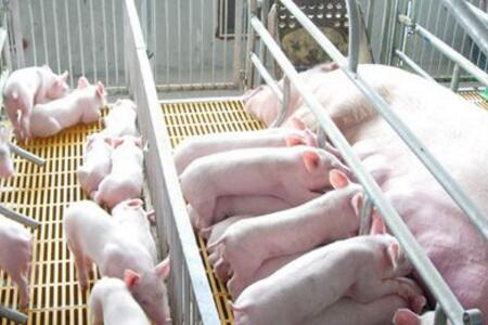 养猪场从三方面着手，提高哺乳仔猪成活率！