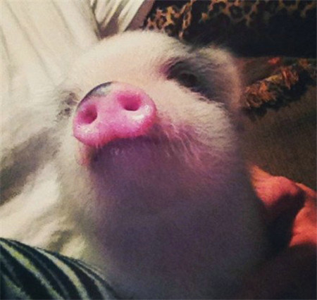 迷你猪、太萌了！