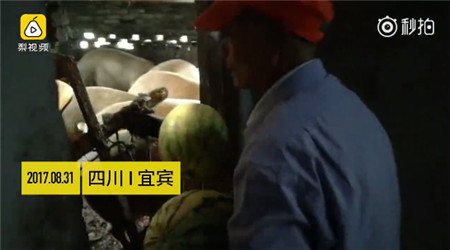 四川宜宾，八旬老人谢光均养了16头猪，老人介绍，他养的这些猪常年吃水果，一天能吃两、三百斤瓜！水果均从批发市场捡回，每日捡几百斤。