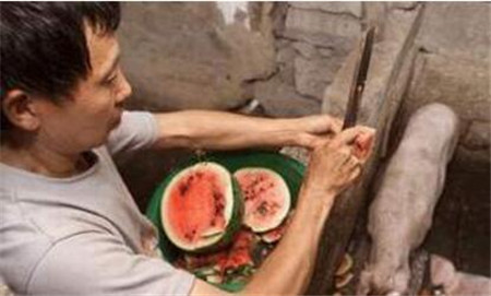 养猪场在夏天用西瓜喂猪，可以给猪降温，防止猪的热应激。另外西瓜的维生素含量丰富，可以给猪补充营养。当然，西瓜性凉，不适合小猪吃。据说现在不少瓜农都用两三毛甚至一两毛甚至直接换猪粪的方式跟养猪场合作出售西瓜。