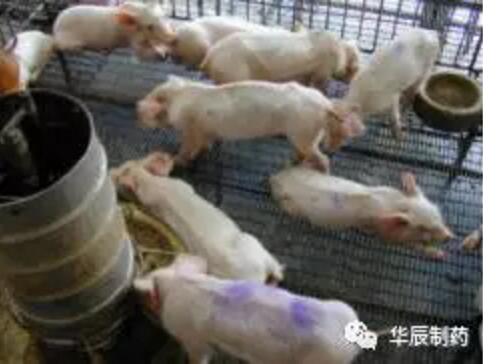 副猪,请神容易送神难