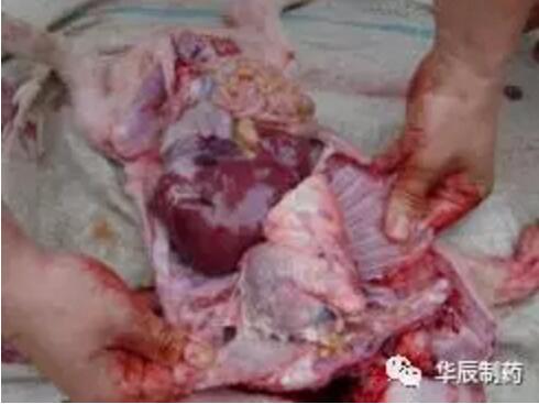 副猪,请神容易送神难