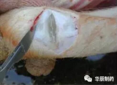 副猪,请神容易送神难